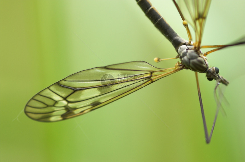 鹤飞行男性苍蝇生物学臭虫天线翅膀鹤蝇腹部宏观野生动物蚊子图片