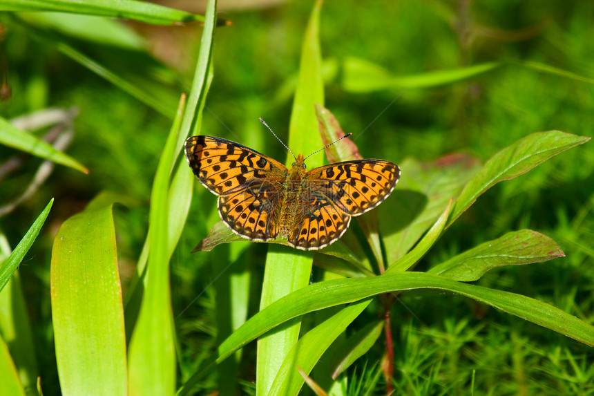 蝴蝶野生动物环境翅膀宏观绿色动物植物叶子黑色昆虫图片
