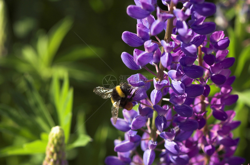 鲁邦和大黄蜂花瓣昆虫花蜜条纹植物飞行翅膀熊蜂图片