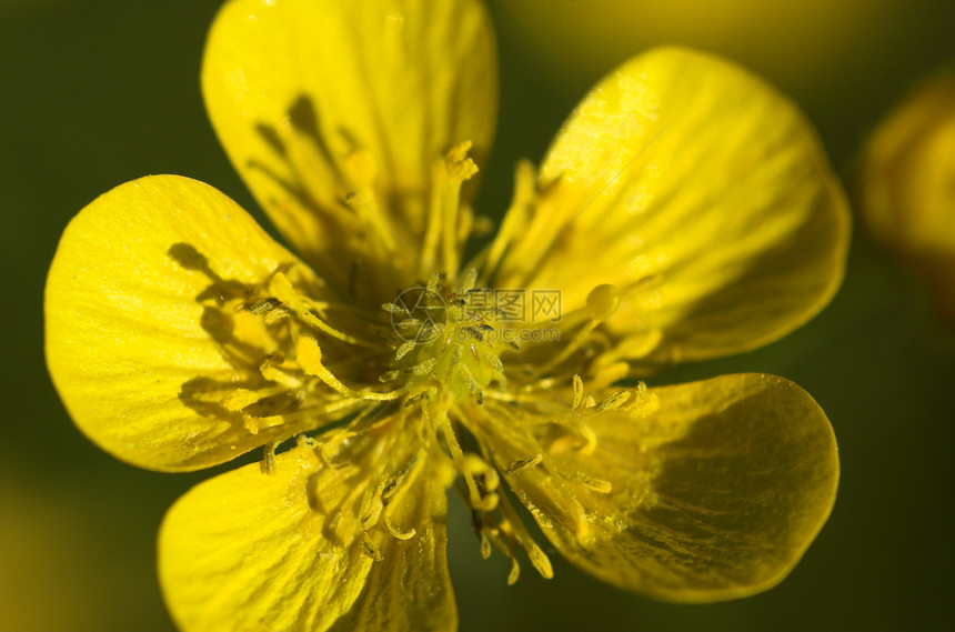 冬季角雌蕊绿色植物宏观黄色花药灯丝柱头附子图片