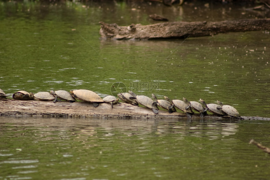 亚马逊龟丛林动物旅行情调热带爬虫森林乌龟异国荒野图片