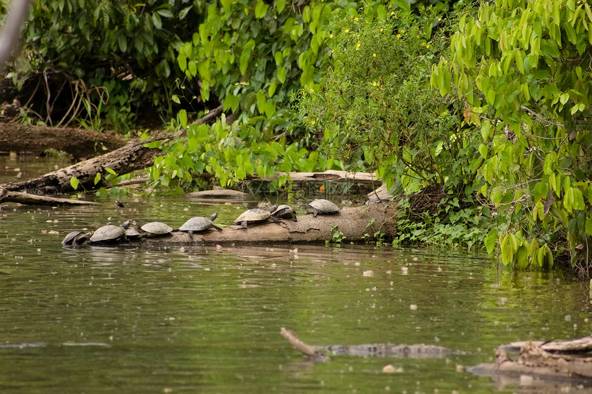 亚马逊龟动物旅行乌龟荒野爬虫森林丛林热带情调异国图片