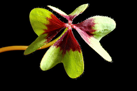 克隆叶运气绿色传统植物背景图片