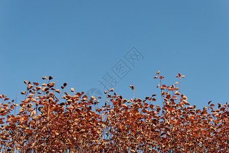 秋季背景衬套蓝色橙子树叶天空背景图片