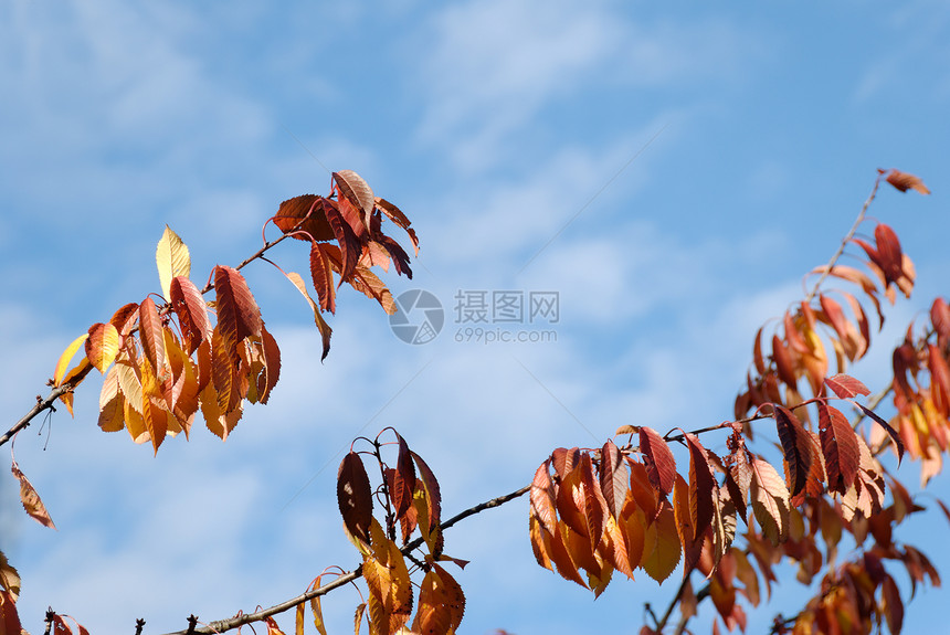 橙樱桃树叶天空蓝色图片