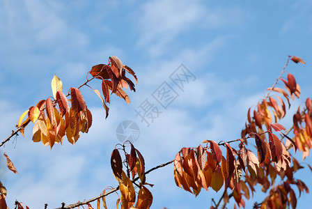 橙樱桃树叶天空蓝色背景图片