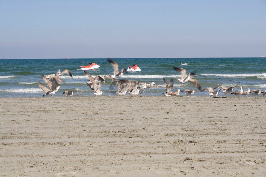 海滩上飞行的海鸥蓝色微风海洋海浪支撑野生动物天空自由苍穹海岸线图片