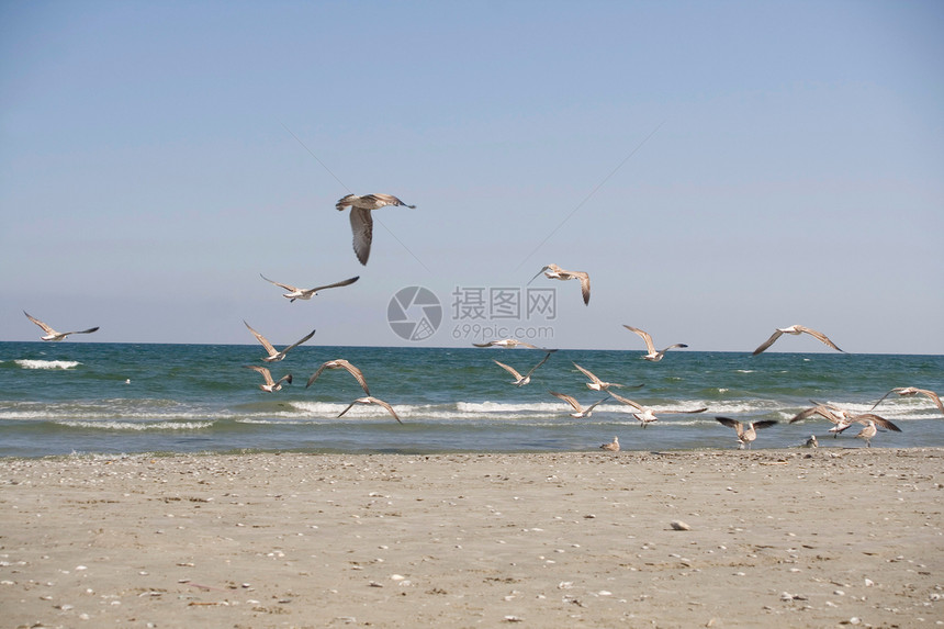 海滩上飞行的海鸥微风蓝色海岸线港口海洋自由波纹支撑野生动物航班图片