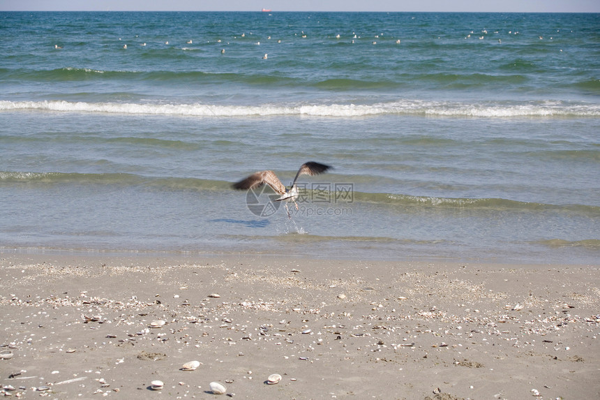 海滩上飞行的海鸥苍穹海浪波纹自由支撑航班亮度海岸阳光海洋图片
