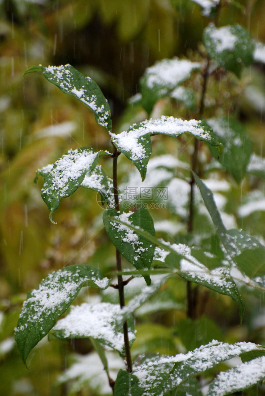 第一次降雪气旋运动暴风雪雪花风暴花园风景寒意植物植被图片