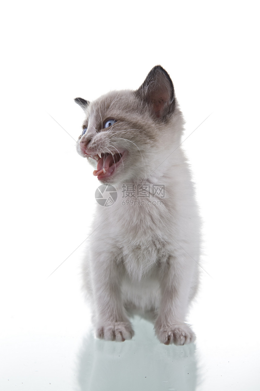 宝宝小猫咪宠物头发哺乳动物牙齿孩子猫科爪子享受胡须婴儿图片