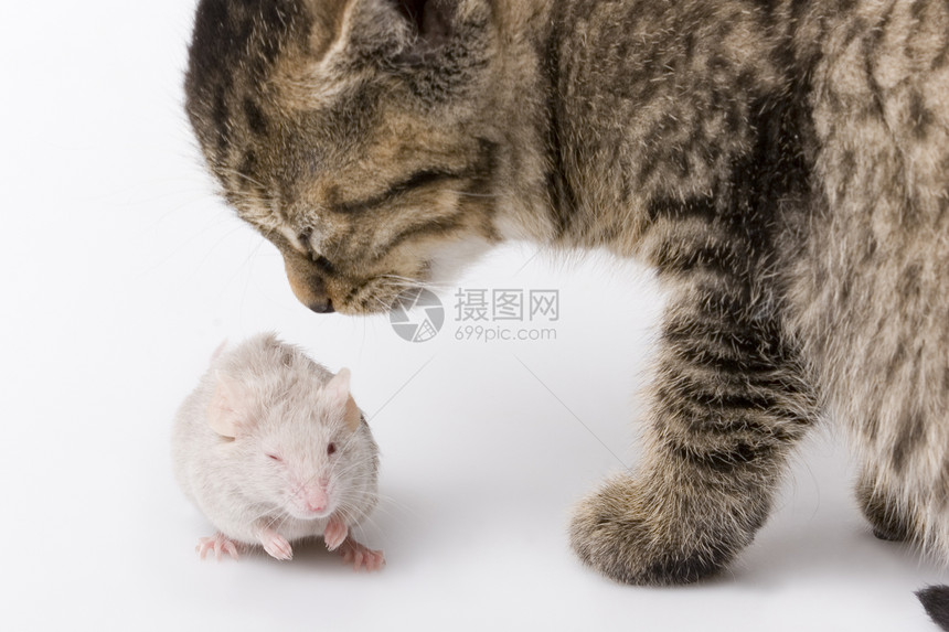 儿童猫和灰鼠动物友谊悲伤孩子家庭生活表情兽医猫科动物家畜毛皮图片