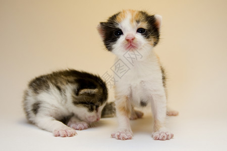 2只小猫2只儿童猫身体家庭生活兄弟尾巴动物护理柔软度爪子兽耳流浪背景
