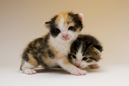 2只小猫2只儿童猫兄弟孩子家庭生活宠物毛皮家畜护理尾巴乐趣猫科动物背景