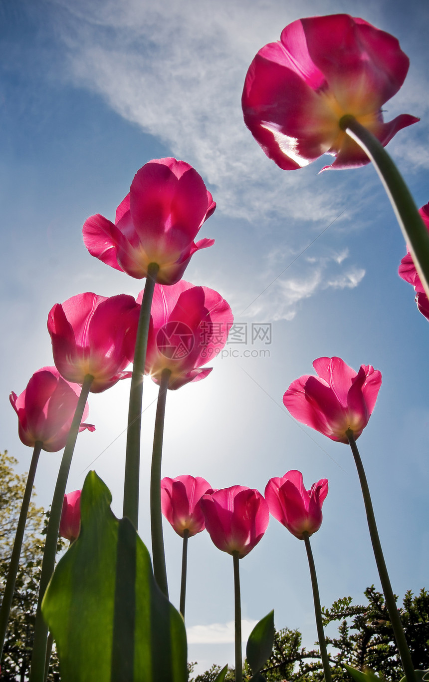 春月的粉红郁金香 与明蓝天空相伴图片