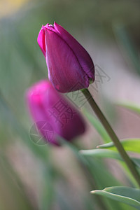 紫色郁金香公元绿色背景图片