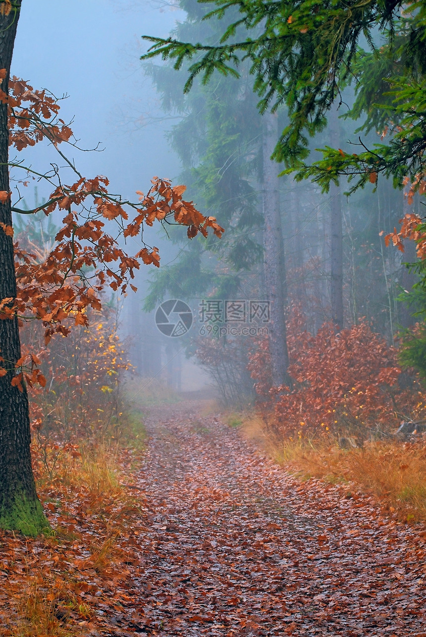 秋季森林人行道天空公园车道衬套树干小路树叶叶子环境图片
