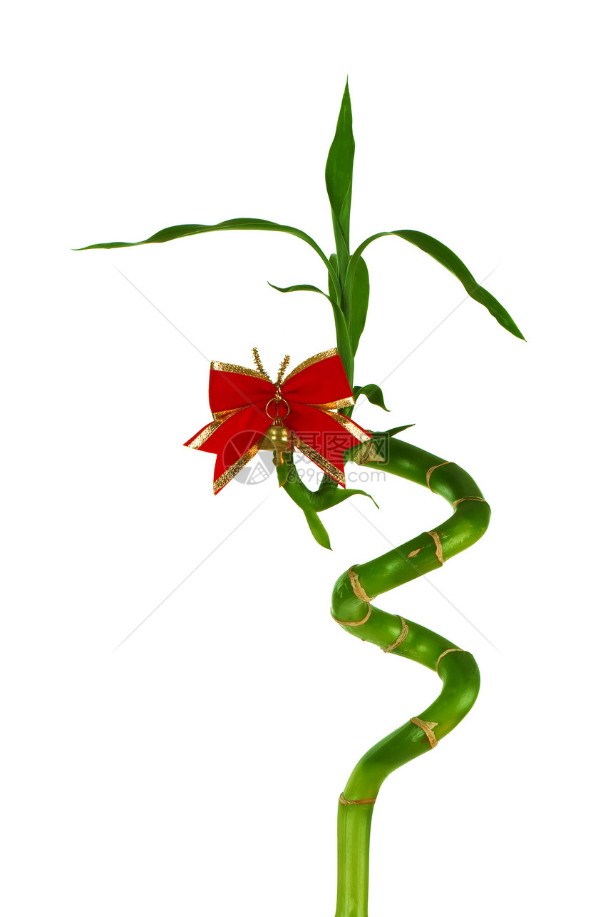 竹子树叶曲线叶子植物文化热带螺旋金子运气活力图片