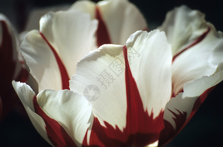 红色和白色的达尔文郁金香Name高清图片