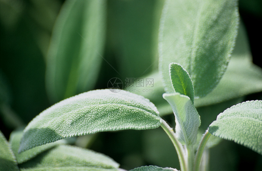 年龄绿色叶子烹饪水平食物宏观草本植物植物花园智者图片