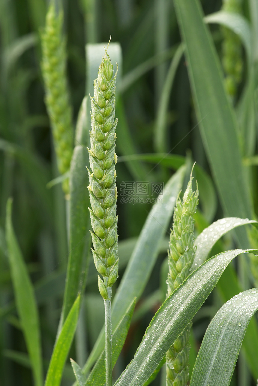 小麦耳收获场地宏观国家生长种子农场耳朵谷物叶子图片