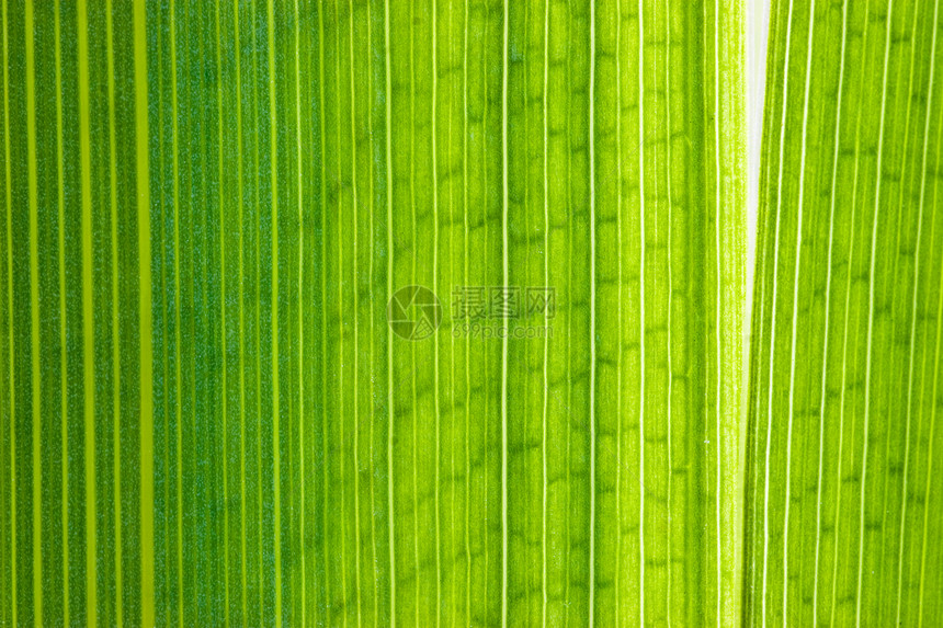 绿叶宏观镜头条纹鸢尾花植物学宏观叶子静脉绿色光合作用植物群花园图片