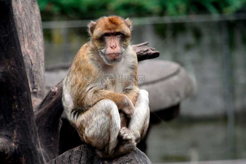 猴子坐在树上猿猴生物野生动物俘虏丛林乐趣毛皮头发动物悲伤图片
