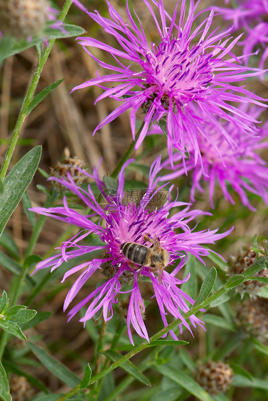 野花蜜蜂荒野翠菊生活花瓣紫色叶子植物学宏观花园图片