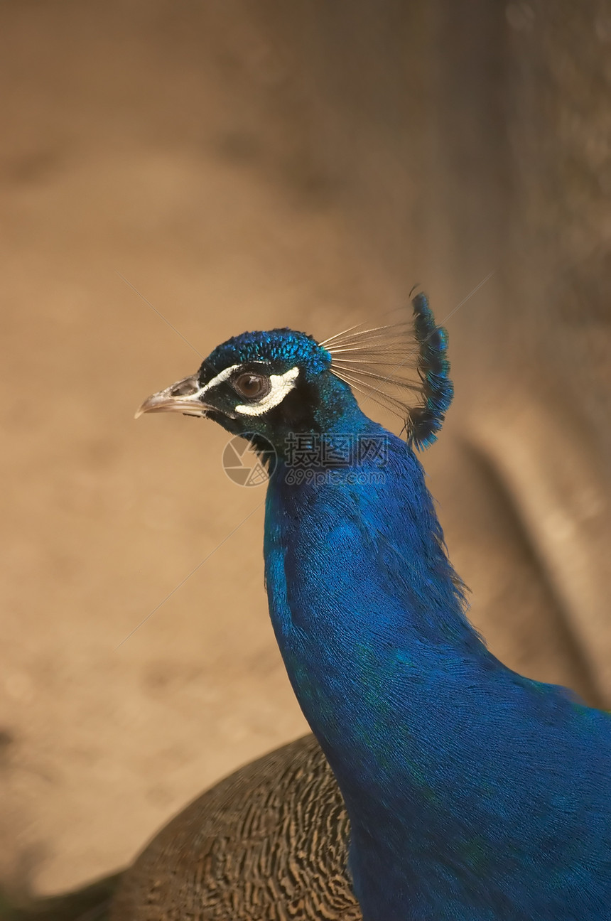 头文化动物荒野野生动物动物园羽毛眼睛图片