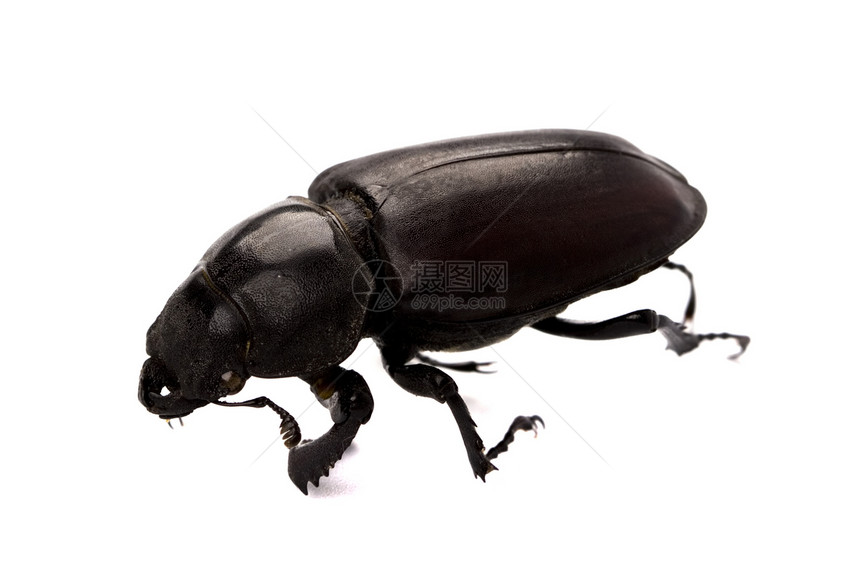 黑色黑虫动物野生动物白色死亡宏观漏洞蟑螂疾病身体害虫图片