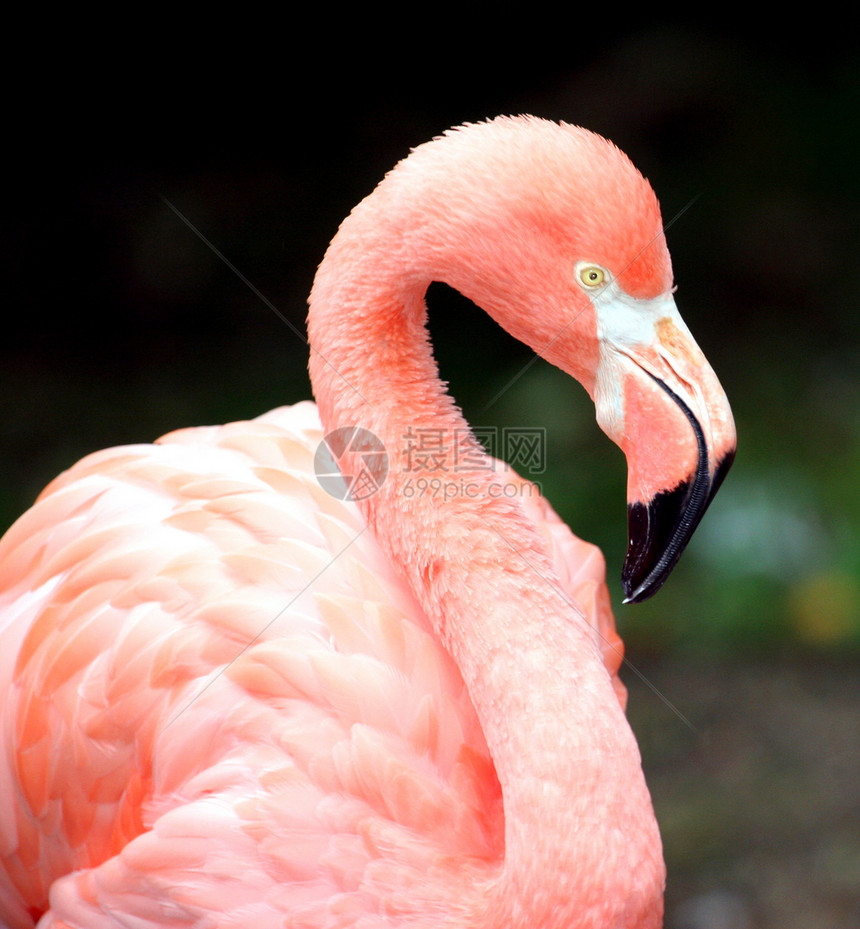 粉红火烈鸟的肖像图片