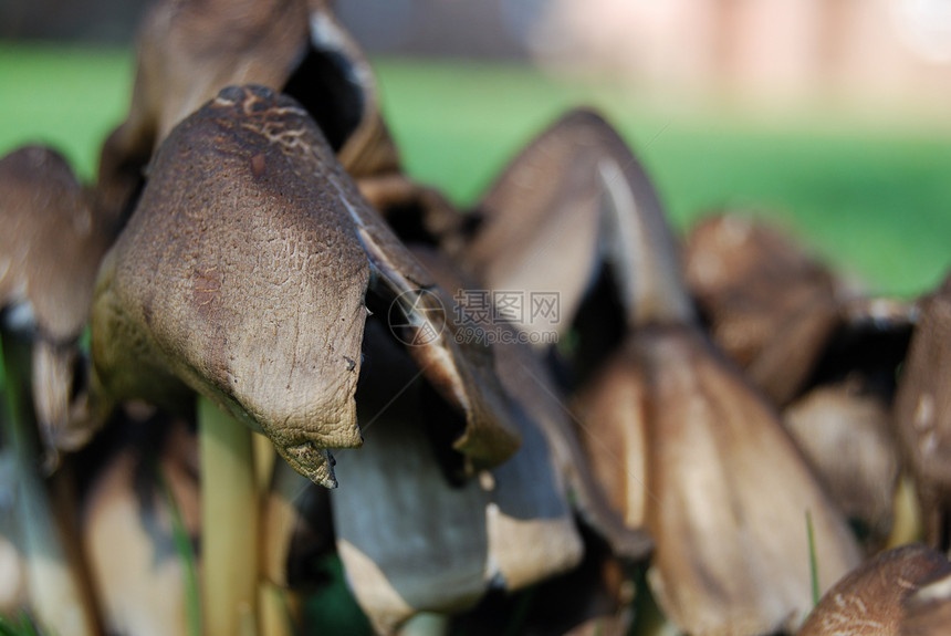 真菌荒野绿色食物森林苔藓菌类图片