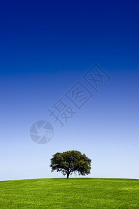 美丽的树阳光晴天天气全景城市国家环境场地农场风景背景图片