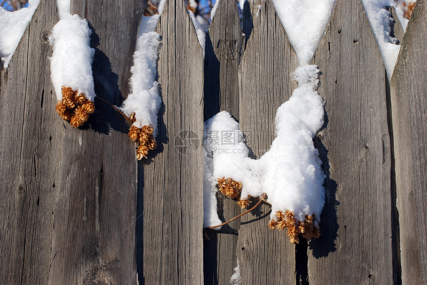 跳上栅栏围栏农业酒精白色树篱爬行者生长降雪植物外壳图片