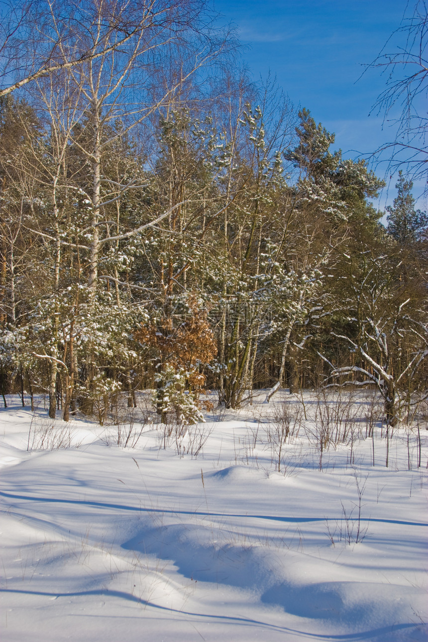 冬季风景森林公园松树桦木图片