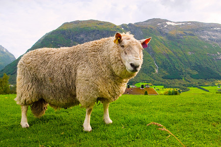 山羊毛牧羊在草地上草本植物羊毛场地绵羊农业母羊乡村背景