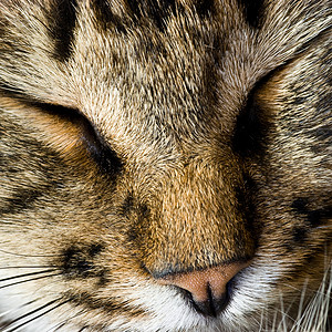 睡猫小憩虎斑睡眠亚人地毯说谎条纹宠物猫咪休息背景图片