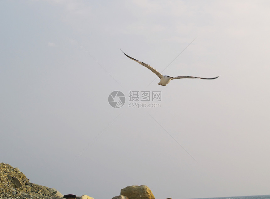 海鸥动物羽毛蓝色飞行天空水平航班翅膀自由翼展图片