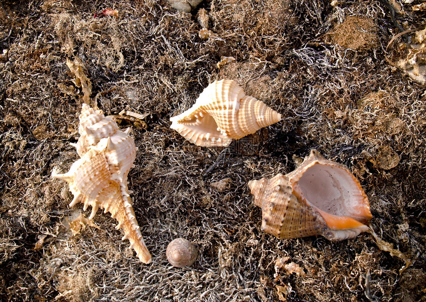 海藻上的贝壳热带团体海岸线墙纸圆圈图片