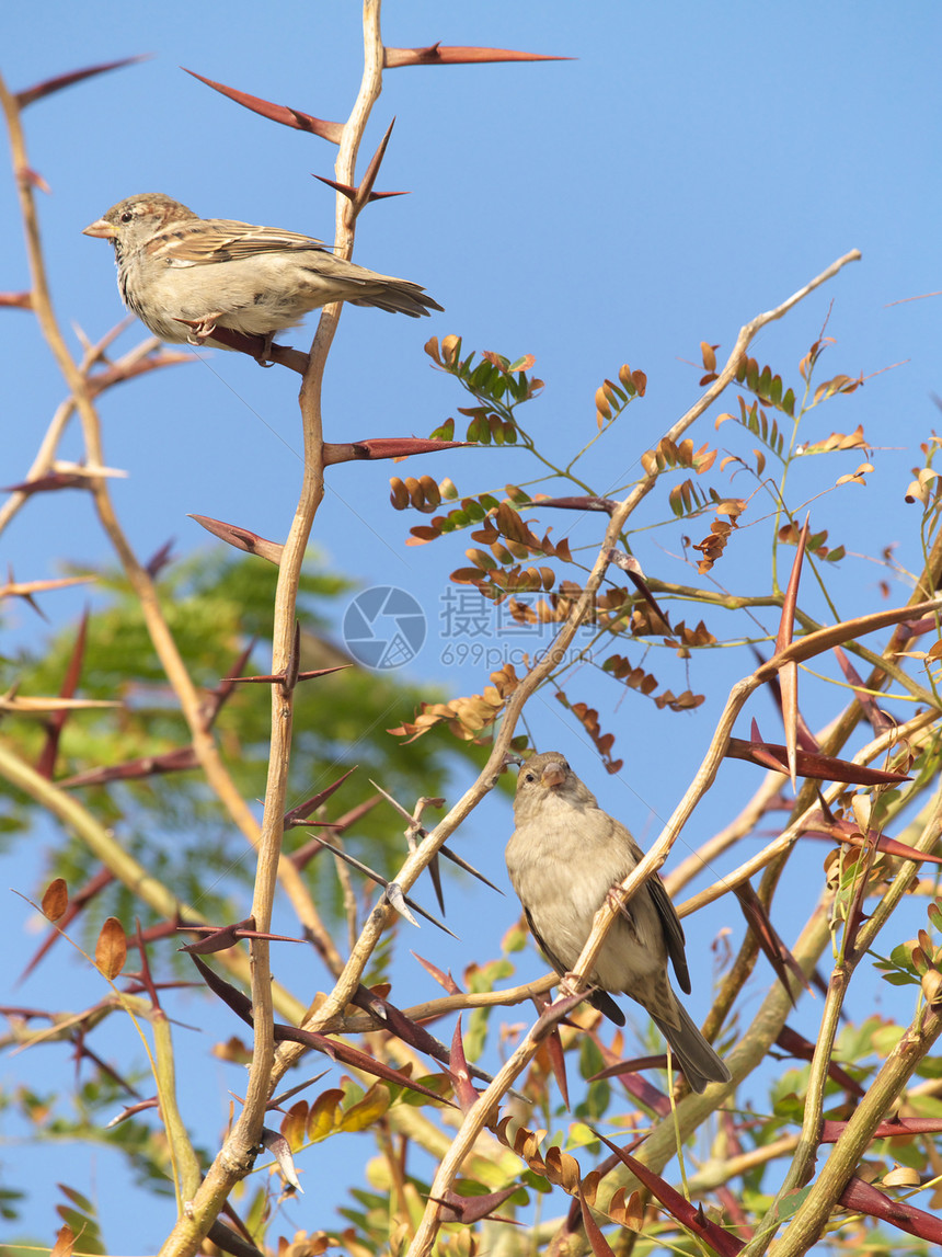 两只麻雀衬套蓝色绿色尾巴翅膀栖息天空植物监视叶子图片