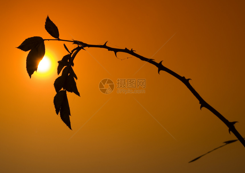 福吉秋秋阳光玉米太阳场地植物叶子场景风景风光橙子图片