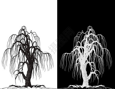 黑树和白树镜子花朵树干树叶植物黑与白树木载体叶子插图背景图片