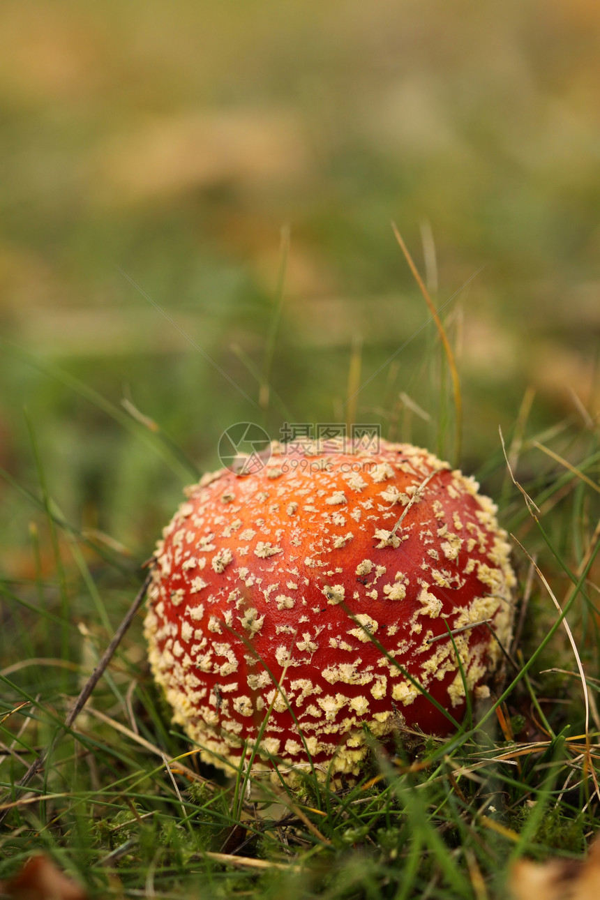 在草地上用拖脚凳或在草地上放蘑菇红色棕色绿色白色叶子季节图片