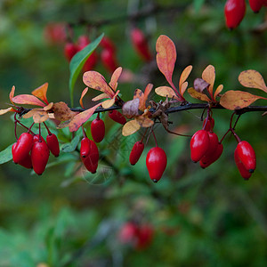 秋天绿莓红色浆果小檗高清图片