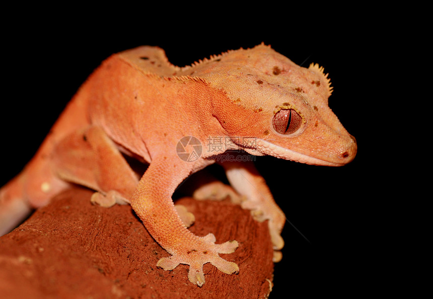 丙烯烷壁画纤毛虫宏观蜥蜴多样性异国棕色环境宠物青蛙热带图片
