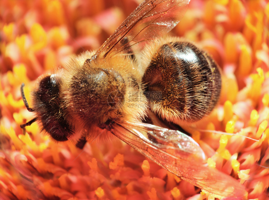 蜜蜂宏野生动物工人身体动物栖息蜂蜜翅膀昆虫花粉生物图片