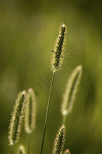 夏季草草宏观草地场地阳光背景图片