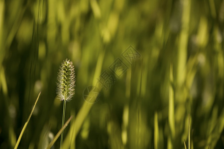 夏季草草场地阳光宏观草地背景图片