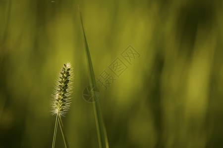 夏季草草场地阳光草地宏观背景图片