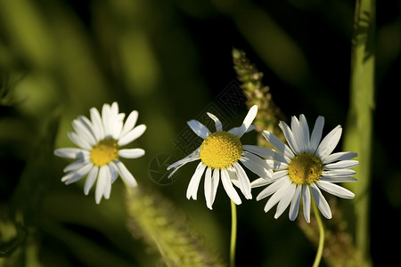 白米花花草本植物雏菊绿色芳香植物阳光白色宏观甘菊背景